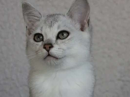 À réserver : des chatons LOOF Burmilla silver & blanc, nés en 2021