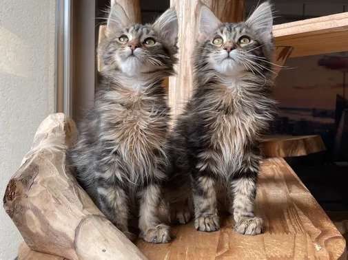 A Vendre Deux Chatons Males Croises Maine Coon Savannah De Couleur Brown Blotched Tabby Nes En Juillet 21 Petite Annonce Chat