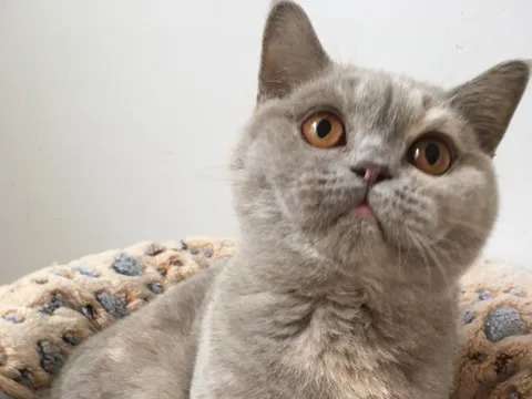 Une chatonne LOOF British Shorthair de couleur crème lilas, née en 2021, à vendre