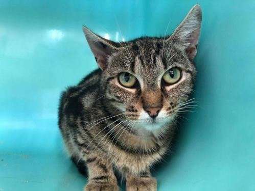 Jeune femelle robe tigrée 2 ans 1/2 à adopter