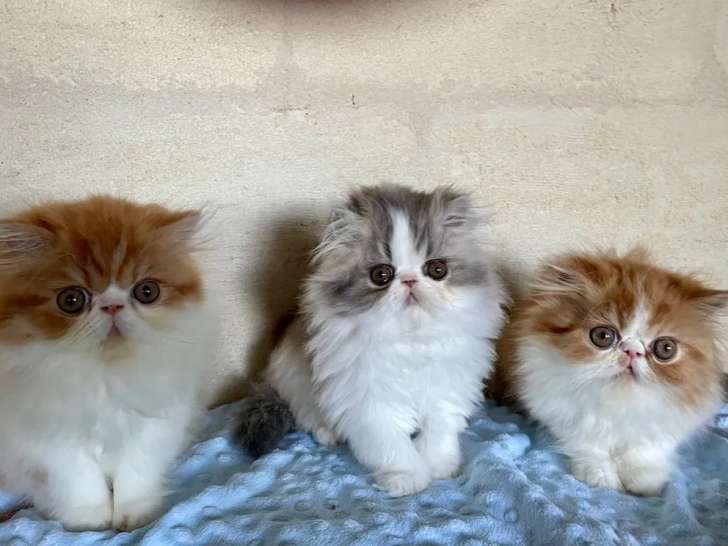 3 chatons LOOF Persan mâles bicolores nés en août 2021 disponibles pour compagnie