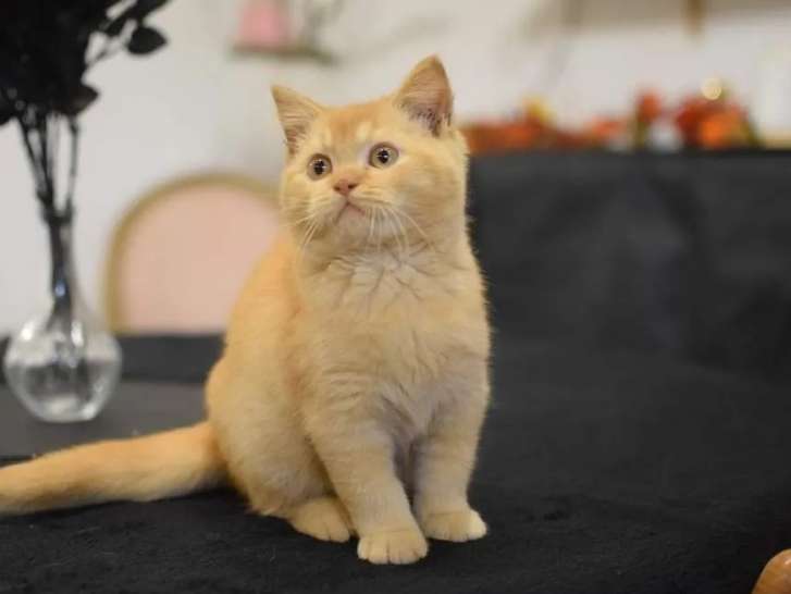 4 chatons LOOF British Shorthair nés en juillet 2021 disponibles à la réservation