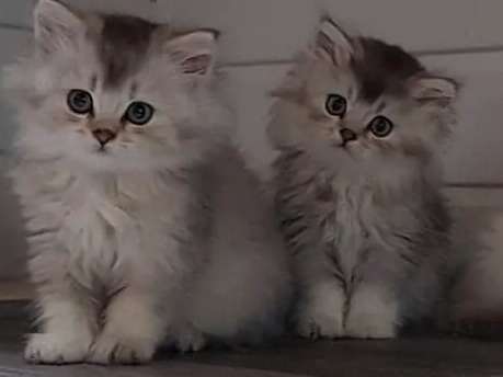 Trois chatons LOOF British Longhair en vente