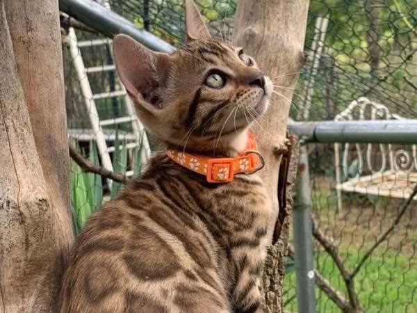 Trois chatons  LOOF Bengal nés en juillet 2021 à vendre