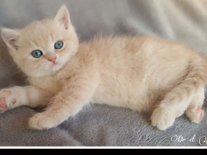 Trois chatons LOOF British Longhair et Shorthair nés en juillet 2021 disponibles de suite