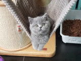 À réserver 1 chaton LOOF British Shorthair mâle né en août 2021