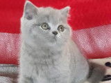 À réserver 1 chaton LOOF British Shorthair mâle né en août 2021