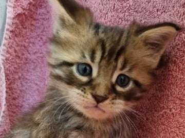 6 chatons LOOF Maine Coon nés en septembre 2021 disponibles à la réservation