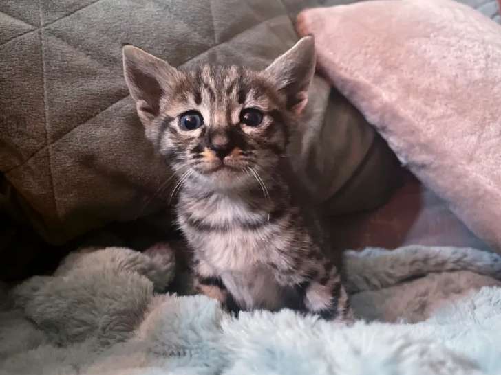 4 chatons LOOF Savannah f6 nés en 2021 en vente