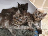 R&eacute;servation ouverte pour 5 chatons Maine Coon (LOOF)