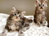 R&eacute;servation ouverte pour 5 chatons Maine Coon (LOOF)