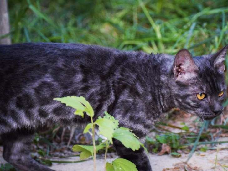 Adoption d’un chaton mâle Bengal de couleur noire non LOOF né en mai 2021
