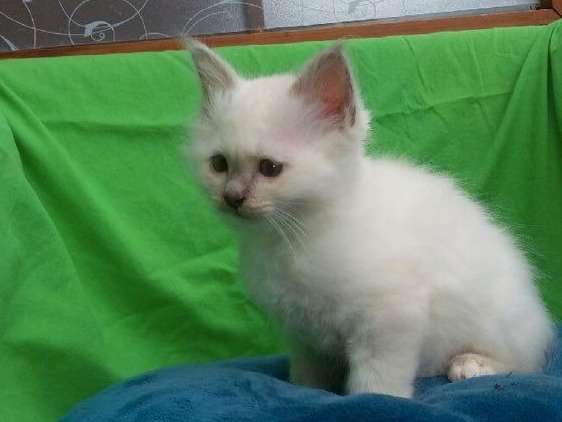 Un chaton Sacré de Birmanie non LOOF, femelle de couleur blanche à réserver