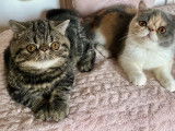 Vente de 2 chatonnes Exotic Shorthair LOOF