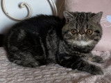 Vente de 2 chatonnes Exotic Shorthair LOOF