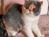 Vente de 2 chatonnes Exotic Shorthair LOOF