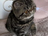 Vente de 2 chatonnes Exotic Shorthair LOOF