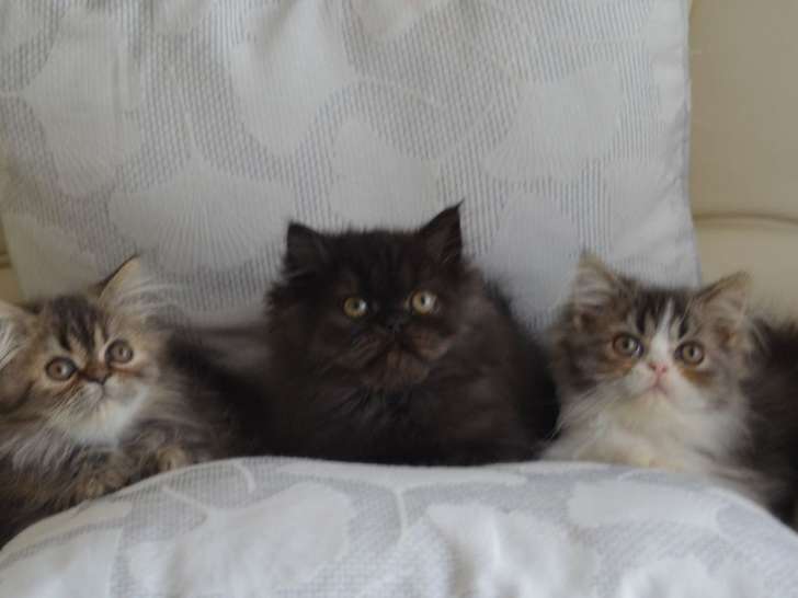 À acheter, 3 chatons Persan LOOF nés en juillet 2021