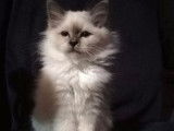 À vendre, chaton Sacré de Birmanie femelle bleu point (LOOF)