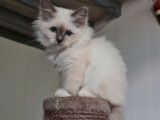 À vendre, chaton Sacré de Birmanie femelle bleu point (LOOF)