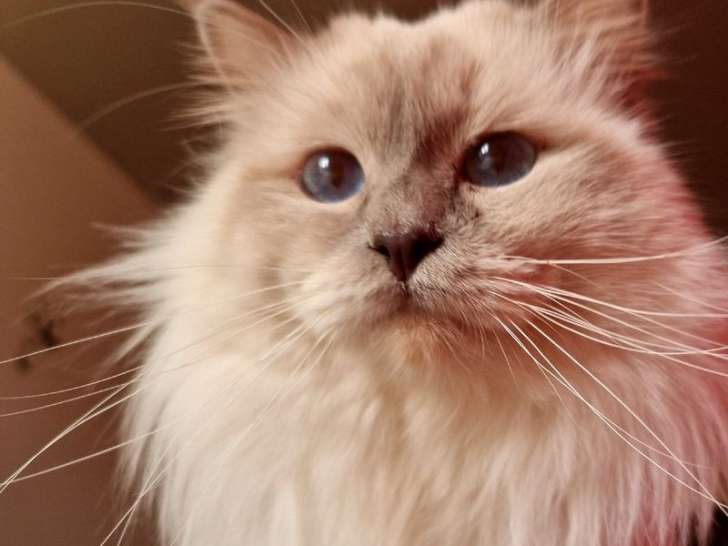 À vendre, chaton Sacré de Birmanie femelle bleu point (LOOF)