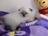 Deux chatons mâles Scottish Fold LOOF disponibles à la réservation (pelage blanc)