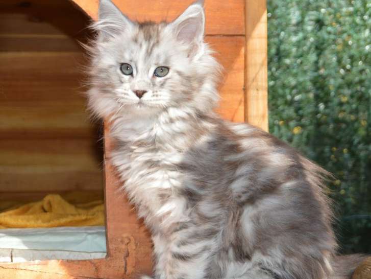 Une chatonne Maine Coon LOOF au pelage gris et blanc à vendre