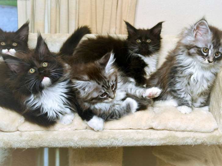 3 chatons Maine Coon à réserver, 1 mâle et 2 femelles LOOF