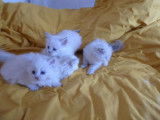 4 chatons Sibérien à réserver, 1 mâle et 3 femelles LOOF