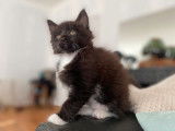 Chatonne Maine Coon LOOF, de couleur noire et blanche