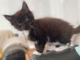 Chatonne Maine Coon LOOF, de couleur noire et blanche