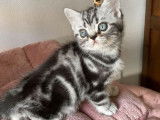 4 chatons British Shorthair noir argent tabby en vente (LOOF)