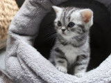 4 chatons British Shorthair noir argent tabby en vente (LOOF)