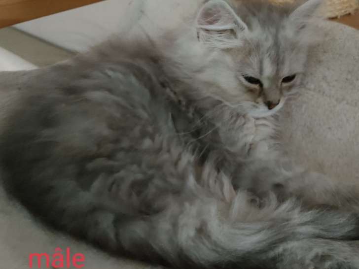 5 chatons Norvégien non LOOF au pelage gris argenté à réserver