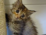 Chatonne Maine Coon, marron tortie et argent &agrave; r&eacute;server (LOOF)