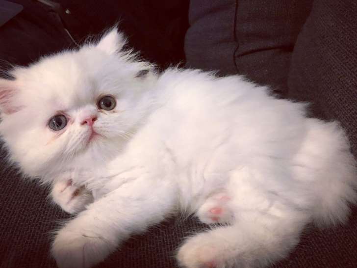 2 chatons Persan blancs nés en août à céder (non LOOF)