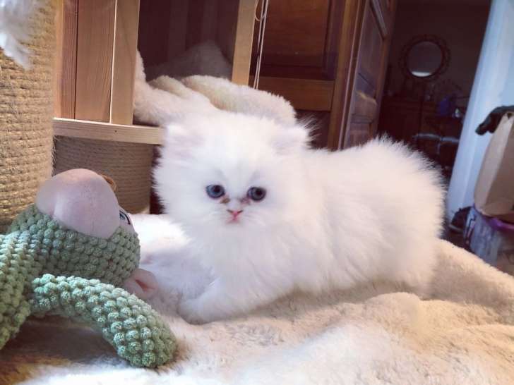 Vente d’un chaton Persan né en juin 2021, mâle blanc non LOOF