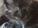 R&eacute;servation de 5 chatons m&acirc;les Maine Coon (LOOF) n&eacute;s en septembre 2021
