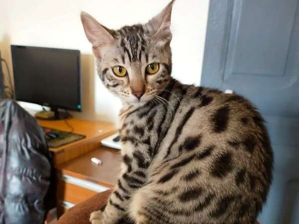 À vendre : chaton femelle Bengal LOOF blanc et noir tigré