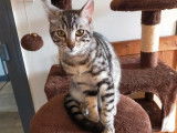 À vendre : chaton femelle Bengal LOOF blanc et noir tigré