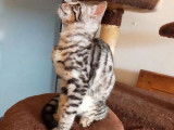 À vendre : chaton femelle Bengal LOOF blanc et noir tigré