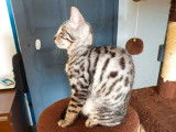 À vendre : chaton femelle Bengal LOOF blanc et noir tigré