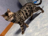Chat Bengal LOOF marron et noir tigr&eacute;, disponible pour des saillies
