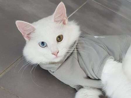 Un chaton mâle Highlander, blanc, disponible à la vente (LOOF)