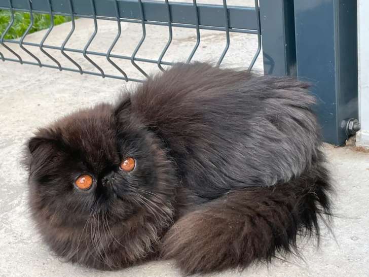 À vendre : une chatte adulte Persan noire LOOF  âgée d'un an