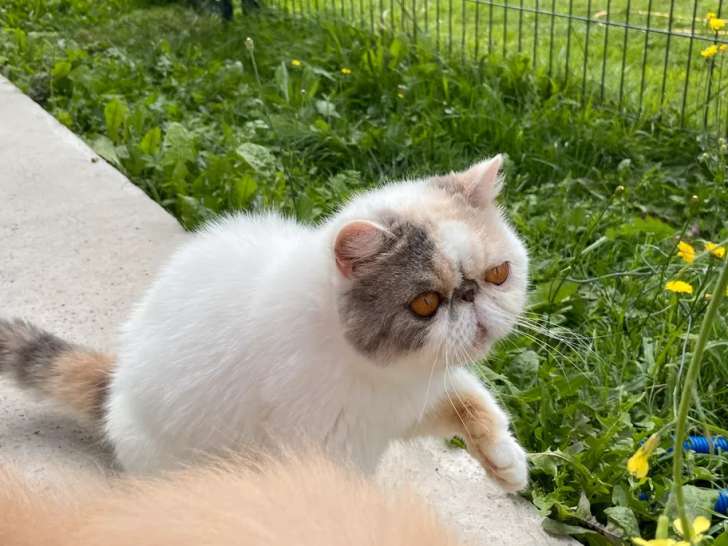 Une chatte adulte Persan LOOF bleu crème van de 4 ans à vendre