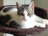 À adopter, chatonne Européen grise et blanche (non LOOF)
