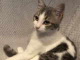 À adopter, chatonne Européen grise et blanche (non LOOF)