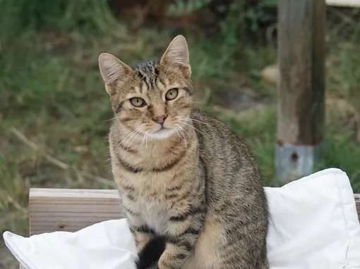 Adoption d’un chaton Tigré (non LOOF)