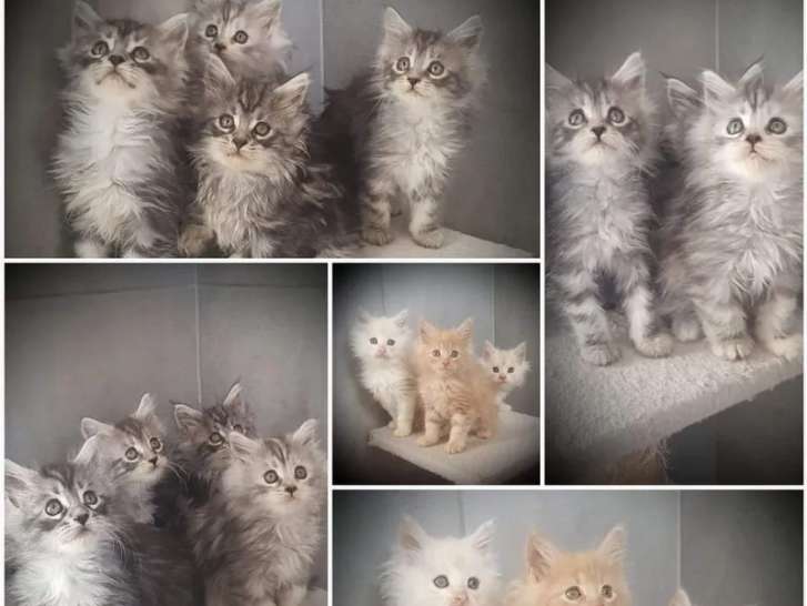 À vendre, chaton Maine Coon (LOOF)